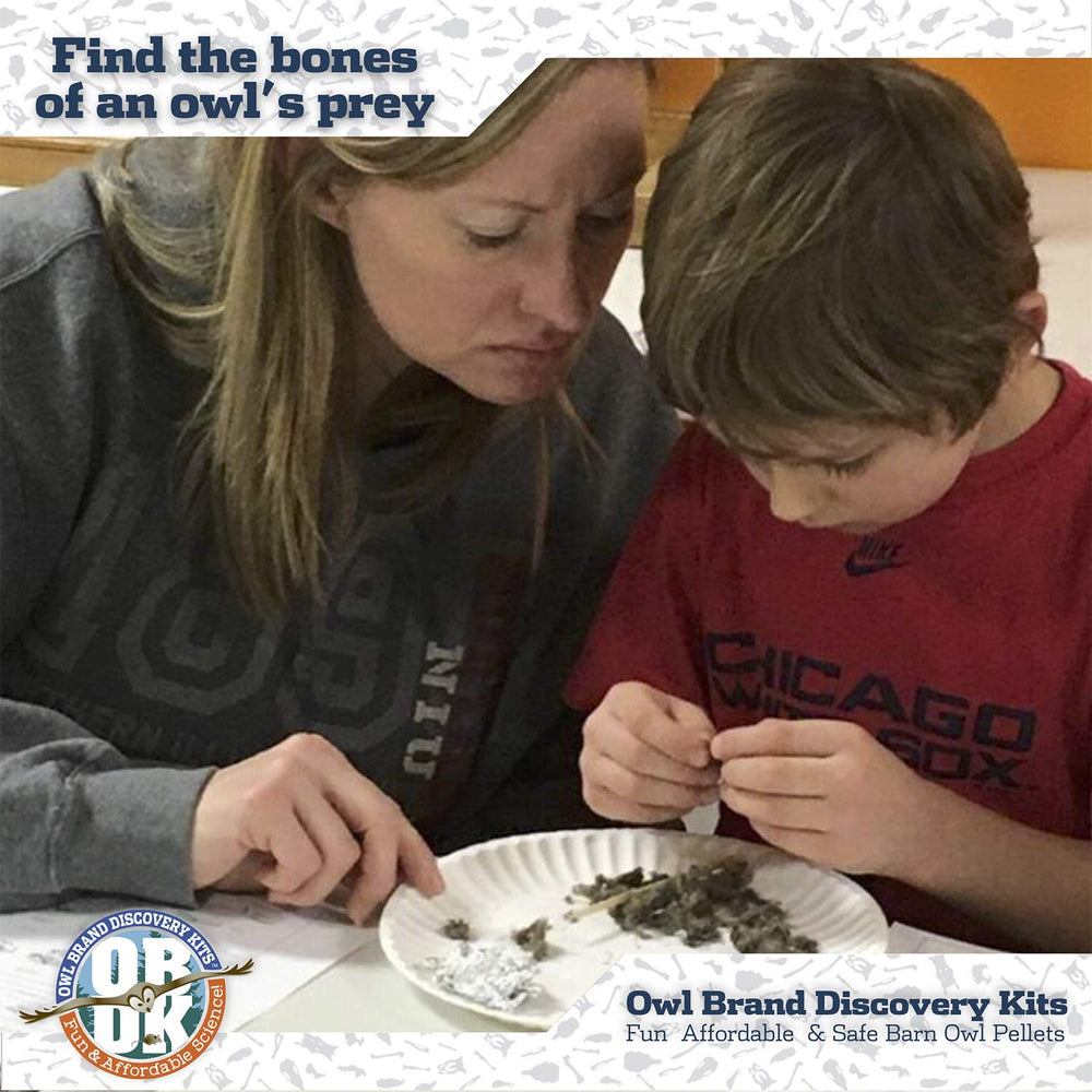 Owl Brand Discovery pellet dissection activity encourages inquiry and discovery.