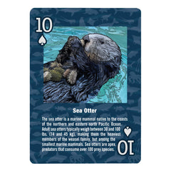 Paradise Cay Publications marine wildlife card deck - lifelike Pacific Northwest sea life illustration, enhances game nights.