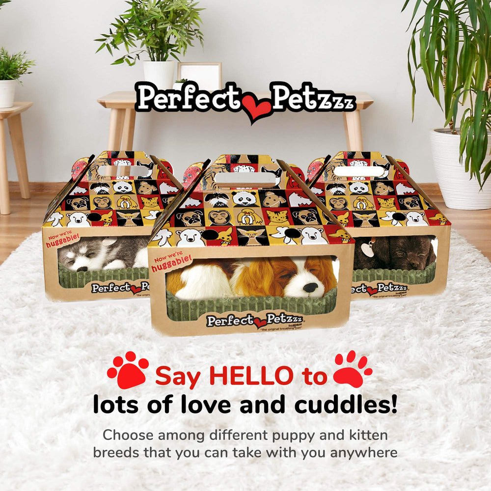Interactive toy setup for engaging, low-maintenance companionship