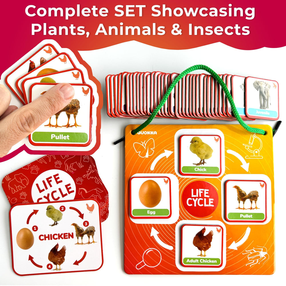 QUOKKA Plant card set supports plant life cycle recognition during indoor activities.
