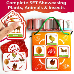 QUOKKA Plant card set supports plant life cycle recognition during indoor activities.