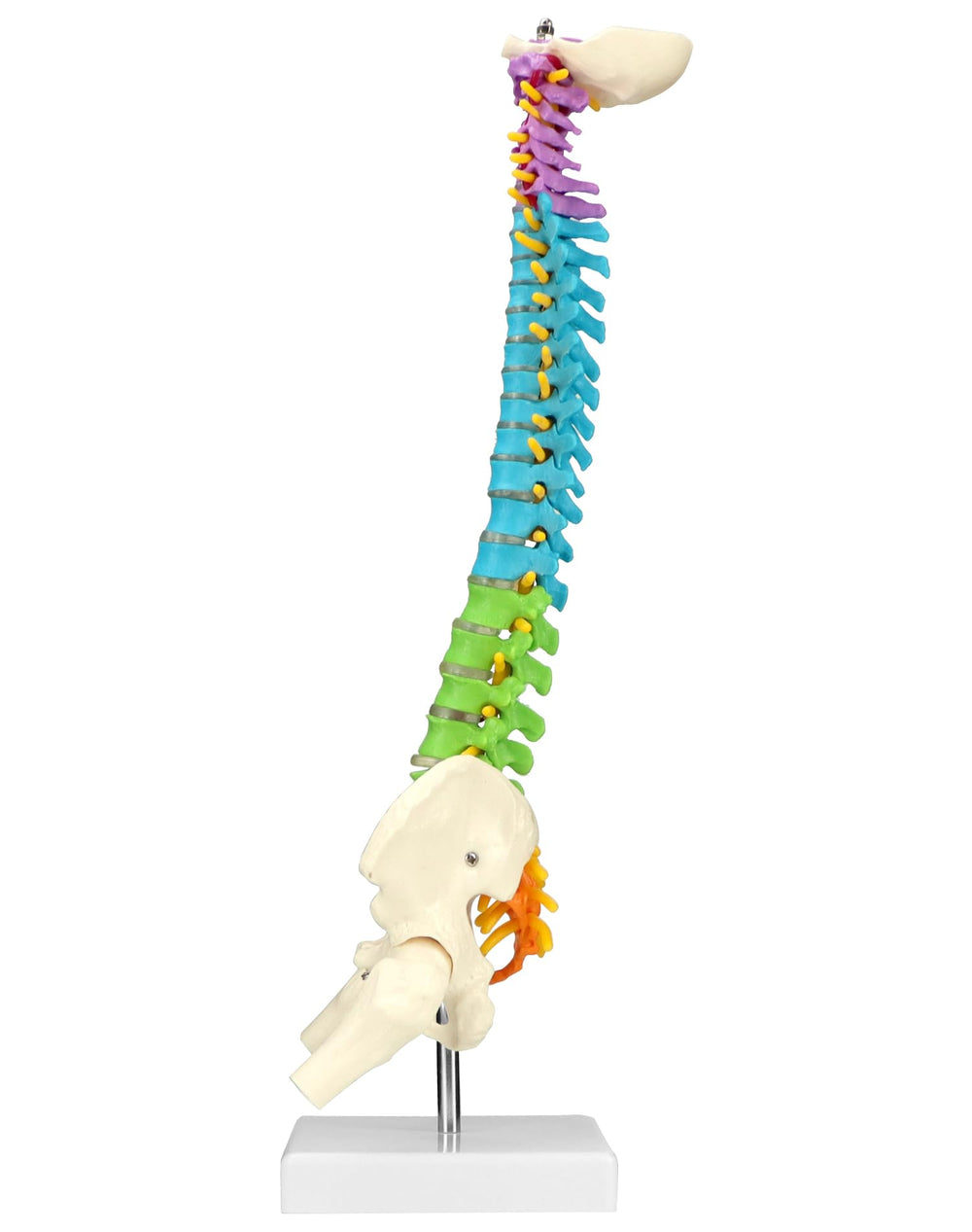 QWORK spine model shows nerve roots for detailed neural pathway demonstrations