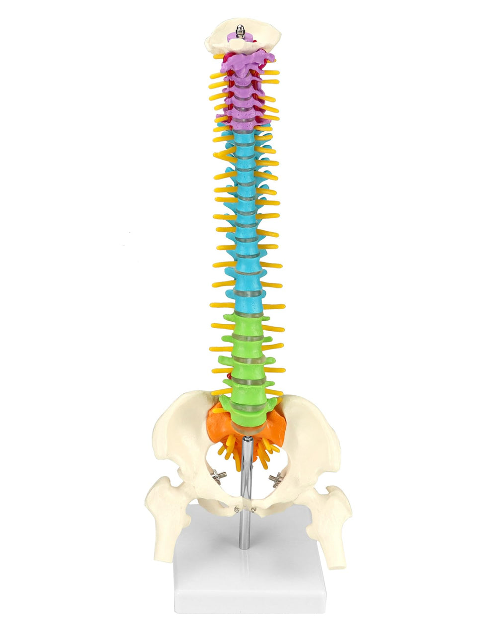 QWORK stand keeps the spine model stable during demonstrations