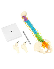 QWORK spine model highlights intervertebral discs and arteries for teaching anatomy