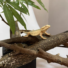 Rich Boxer lizard figurine detail texture emphasizes artisanal craft.
