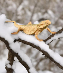 Rich Boxer lizard figurine gift-ready for reptile lovers and collectors.