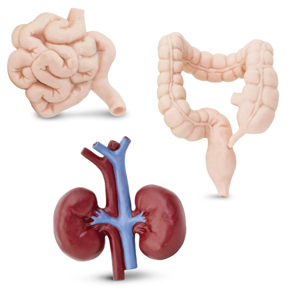 Safari Ltd Liver figure from the TOOB for imagining digestion and energy flow.
