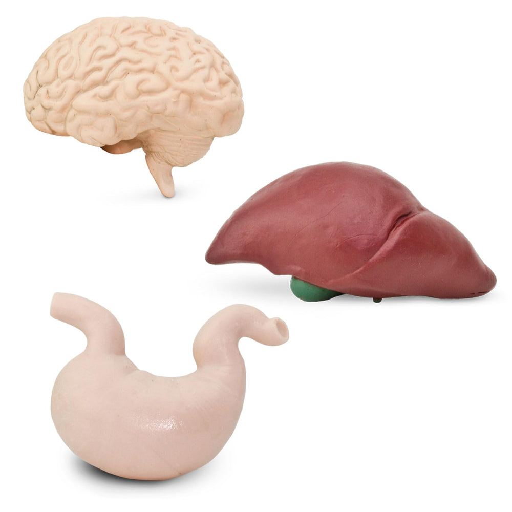 Safari Ltd Lungs figure from the TOOB for exploring breathing concepts hands-on.