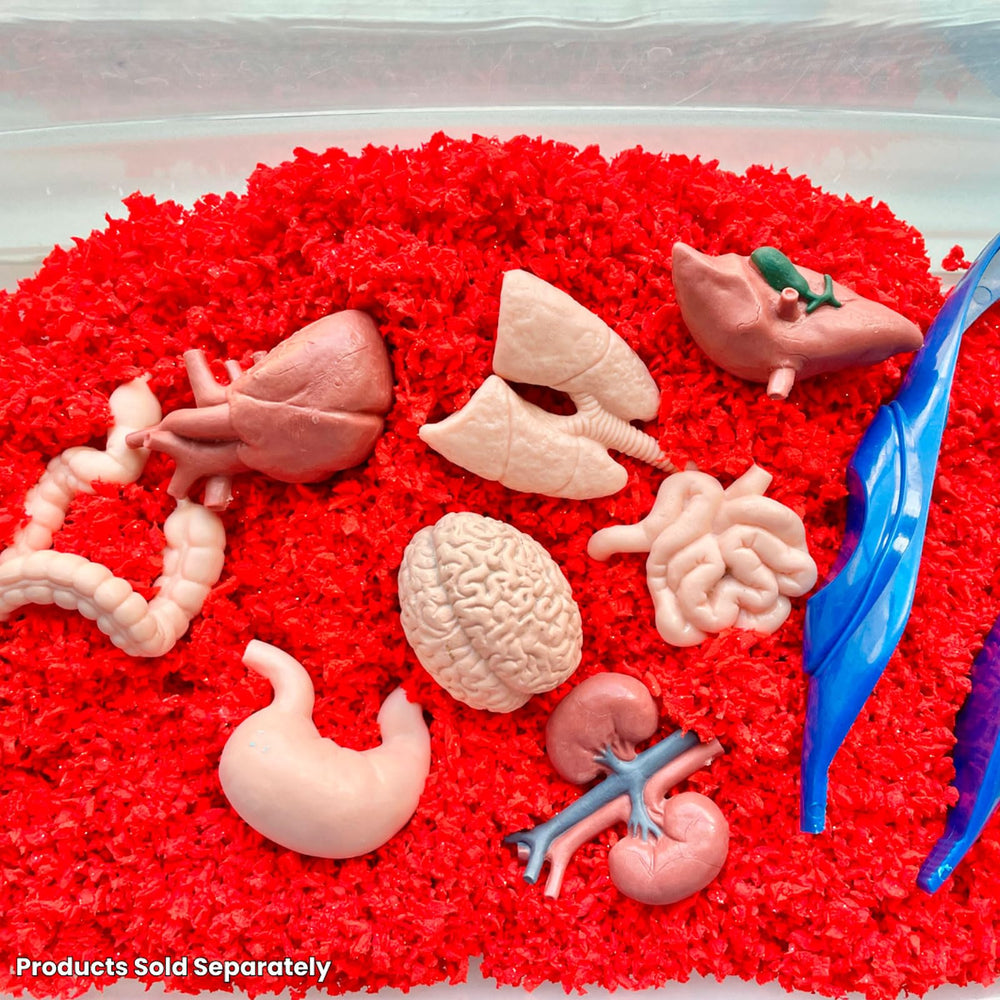 Safari Ltd Stomach-Intestines figure from the TOOB for exploring digestion and nutrient pathways.