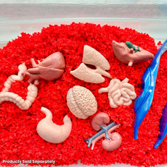 Safari Ltd Stomach-Intestines figure from the TOOB for exploring digestion and nutrient pathways.