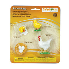 Safari Ltd Life Cycle of a Chicken eggs figures for hands-on classroom exploration.
