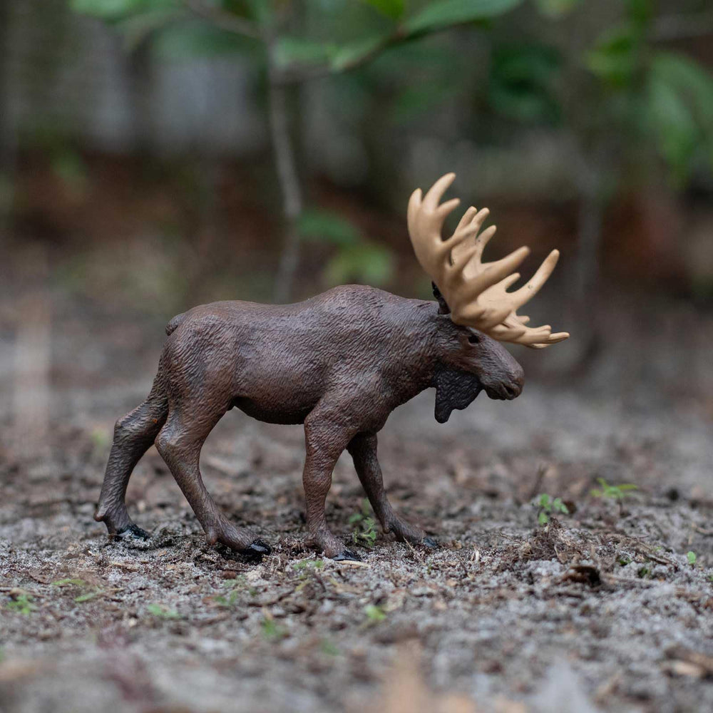 Safari Ltd Moose figurine in classroom scene supports hands-on wildlife education
