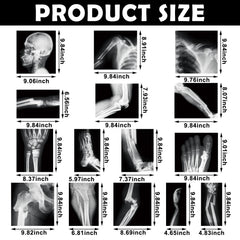 Sayglossy human skeleton X-ray layout with clear bone visuals