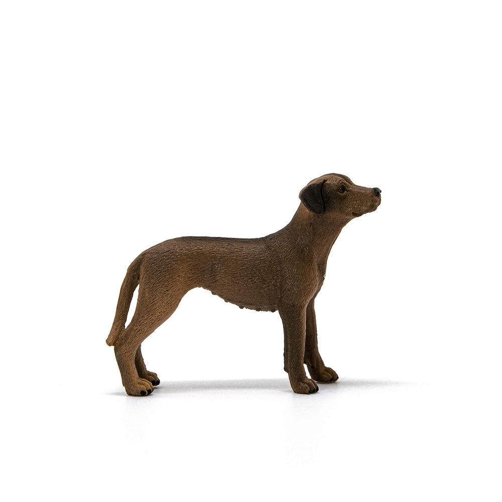 Schleich Rhodesian Ridgeback toy designed for Farm World compatibility and play.