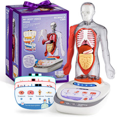 Science Can human body model torso for hands-on anatomy exploration