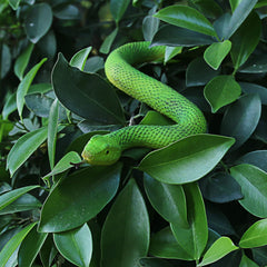 Educational wildlife model: SIENON snake helps kids learn about snake behavior.