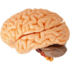 SMARTLAB Totally Squishy 12-inch body model as a lifelike study reference.
