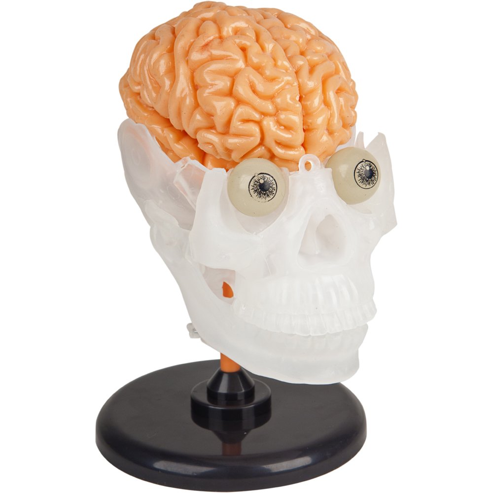 SMARTLAB Totally Squishy removable intestines for internal layout awareness.