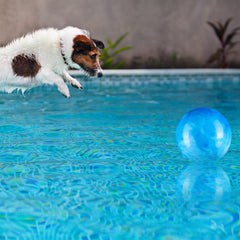 Sotiff red-blue ball set for adults, kids, and pets' fun