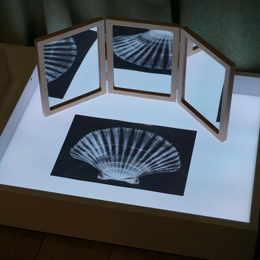 SZREGGIO Animal X-Ray Set on a light table for internal structure viewing
