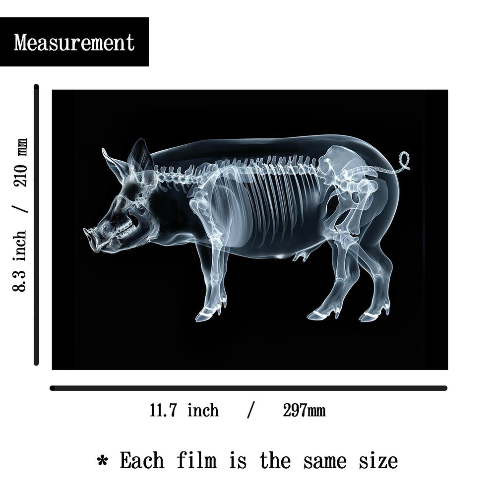 SZREGGIO Animal X-Ray Set sea life cards: explore marine anatomy and curiosity on a light background.