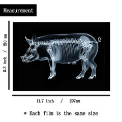 SZREGGIO Animal X-Ray Set sea life cards: explore marine anatomy and curiosity on a light background.