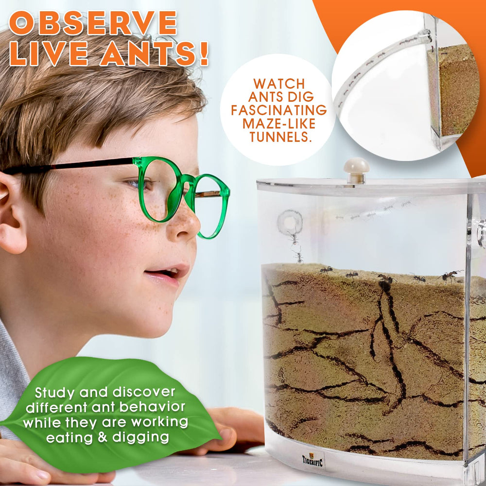 Tigerific Ant Farm real sand inside the habitat reveals authentic digging and tunnel-making in action.