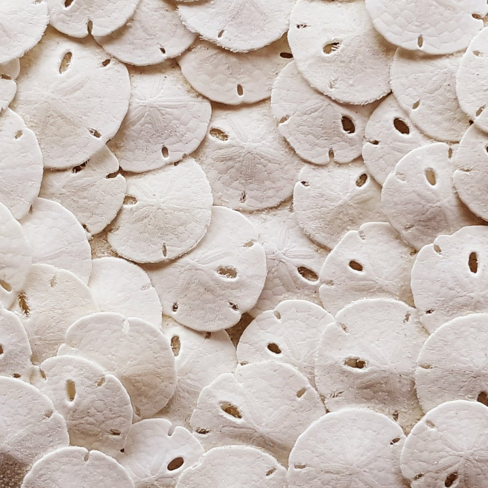 Tumbler Home sand dollars 50pcs under 1-inch close-up for crafts.