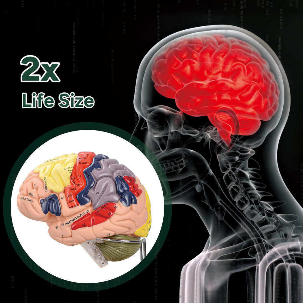 Ultrassist Brain Model double-life-size for realistic proportions