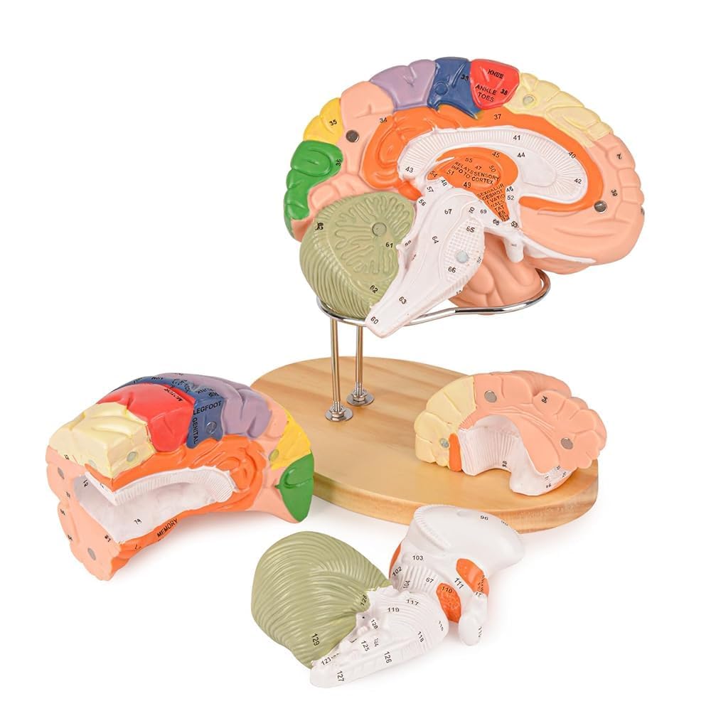 Ultrassist Brain Model with four detachable sections for hands-on study