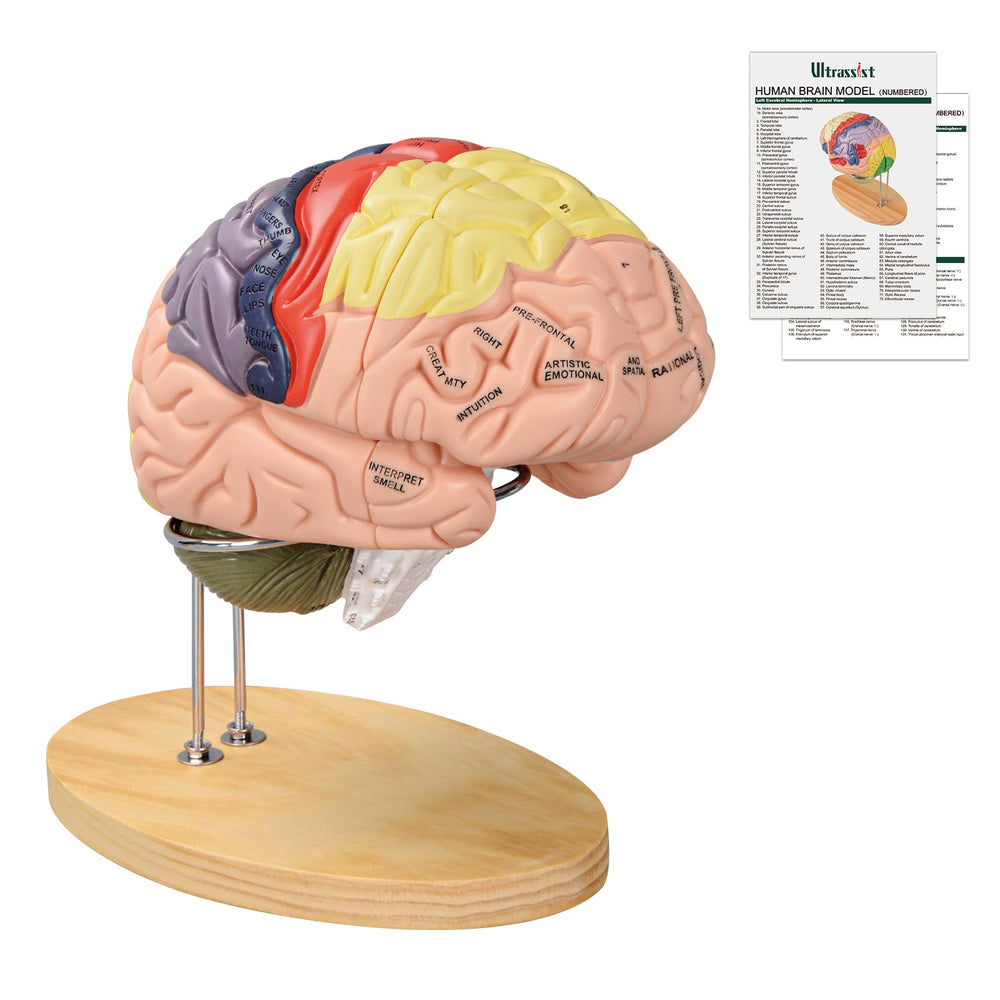 Ultrassist Brain Model on wooden base with study guide included