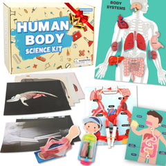 VMNlooking human body kit assembly scene for interactive anatomy learning.