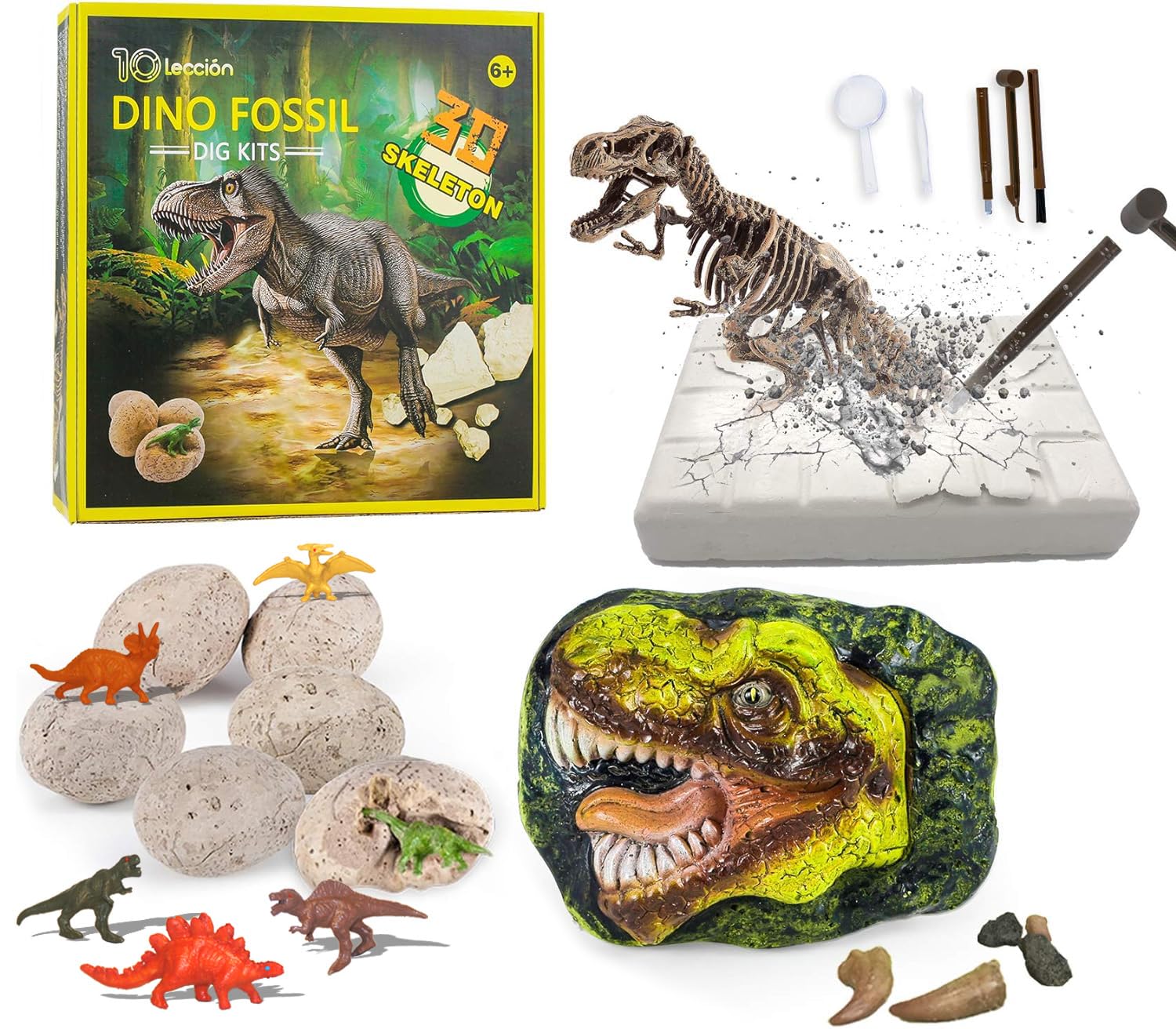 10Leccion dinosaur head fossil invites young scientists to explore hands-on paleontology
