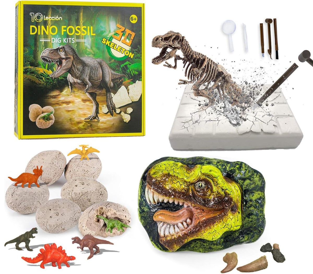 10Leccion dinosaur head fossil invites young scientists to explore hands-on paleontology