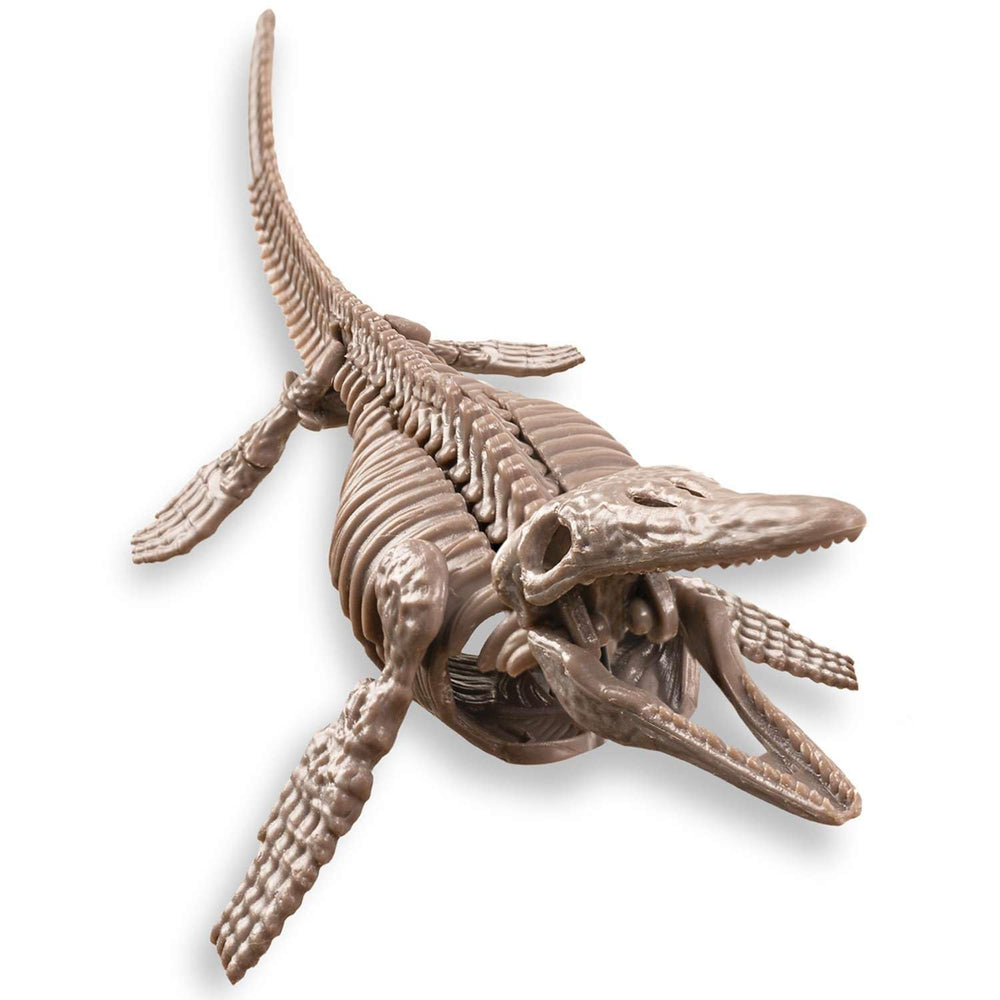 4M Mosasaurus skeleton being assembled into a complete model.