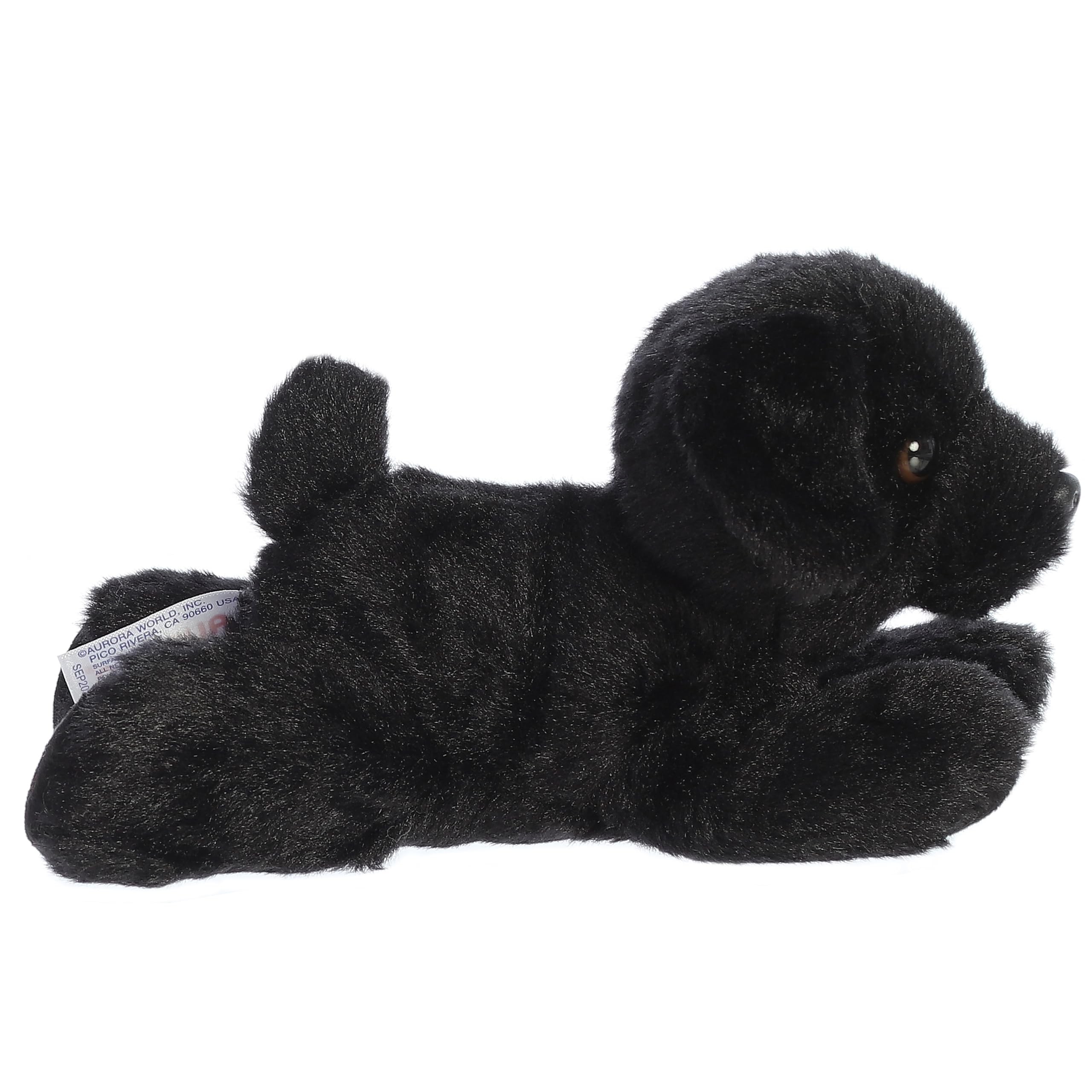 Aurora Blackie floppy-ears closeup showcases cuddly, friendly appeal.