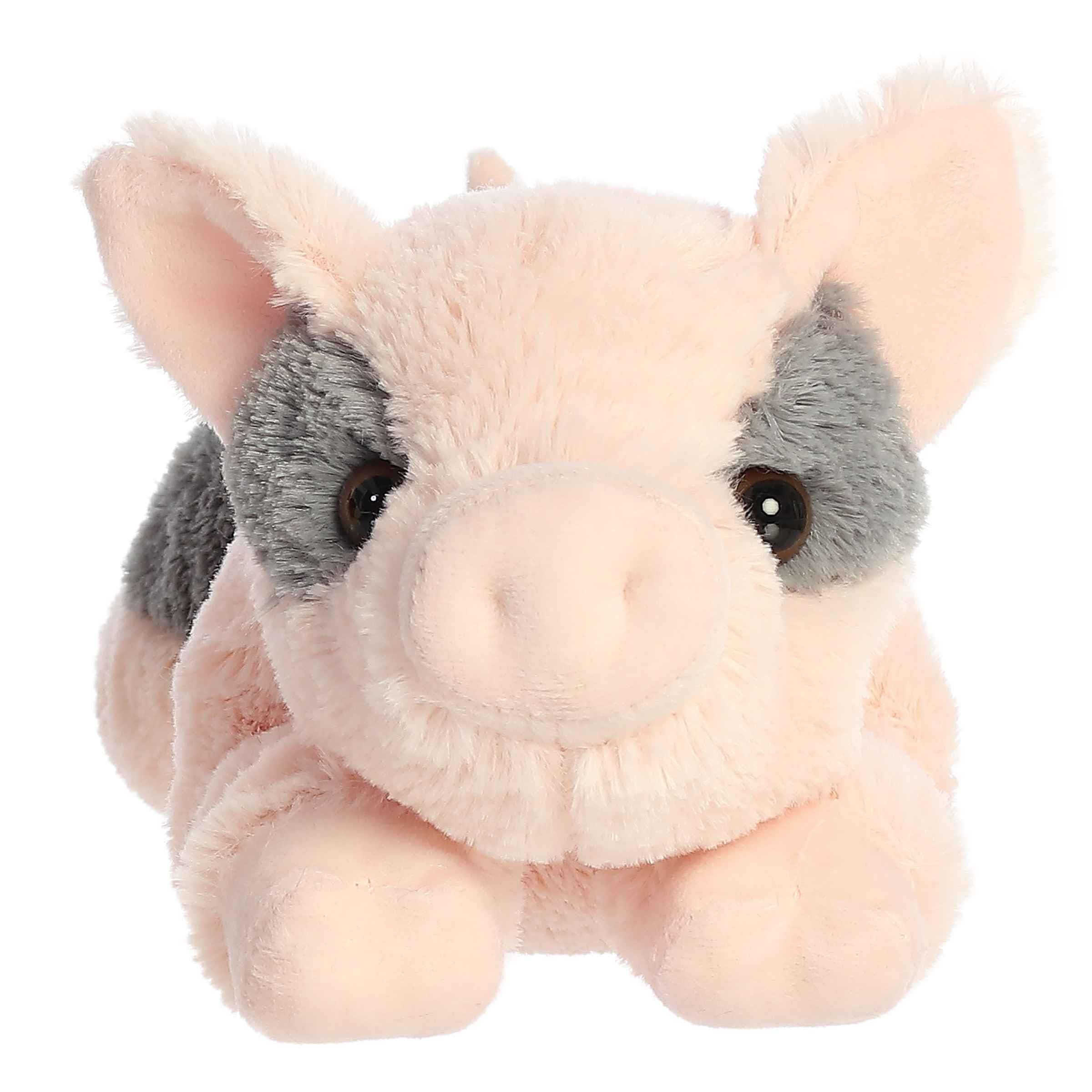 Tidbit Mini Pig expressive eyes close-up for comforting companionship
