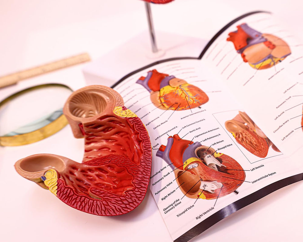 Axis Scientific model includes 34 labeled structures for quick anatomy reference