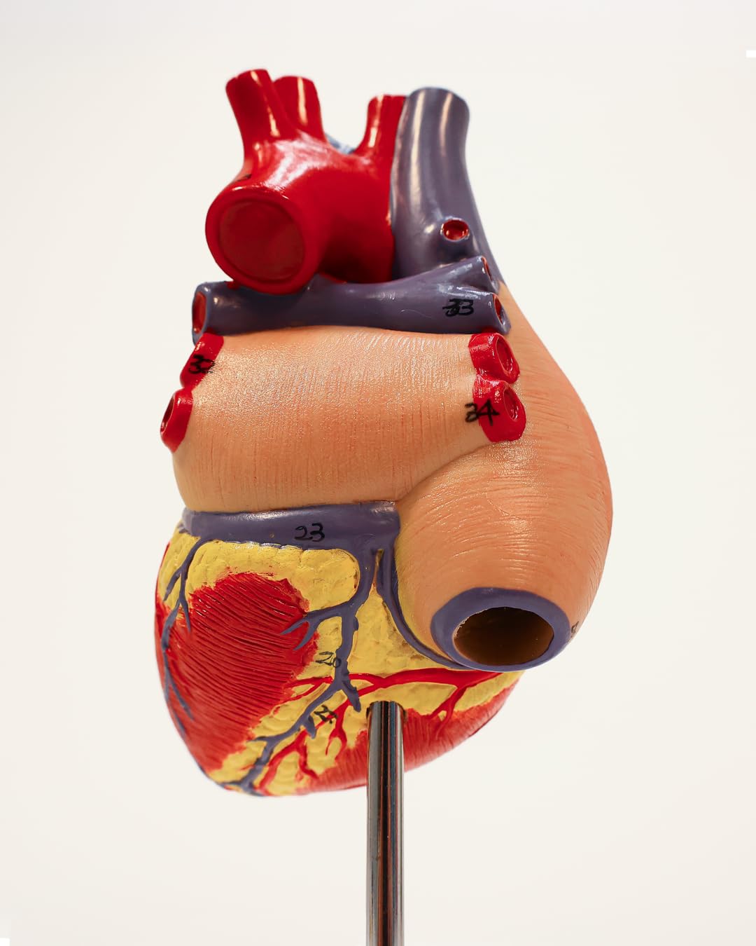 Axis Scientific heart model in a classroom setting with students