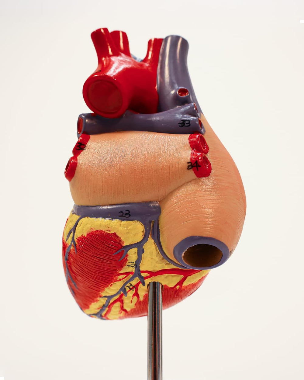 Axis Scientific heart model in a classroom setting with students