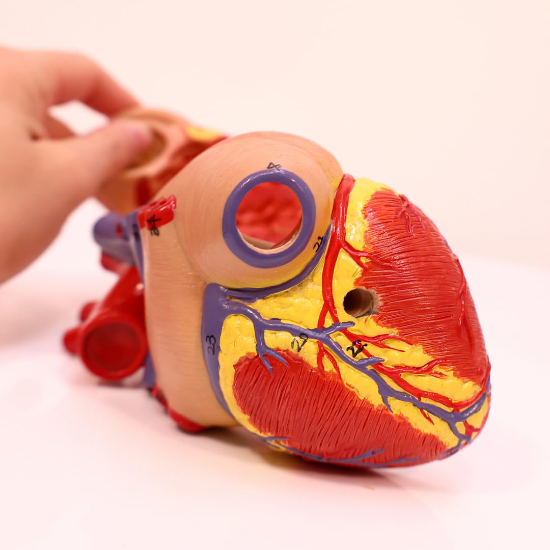 Axis Scientific heart model with detachable front wall for clear internal viewing