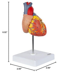 Axis Scientific durable construction withstands repeated handling during lessons