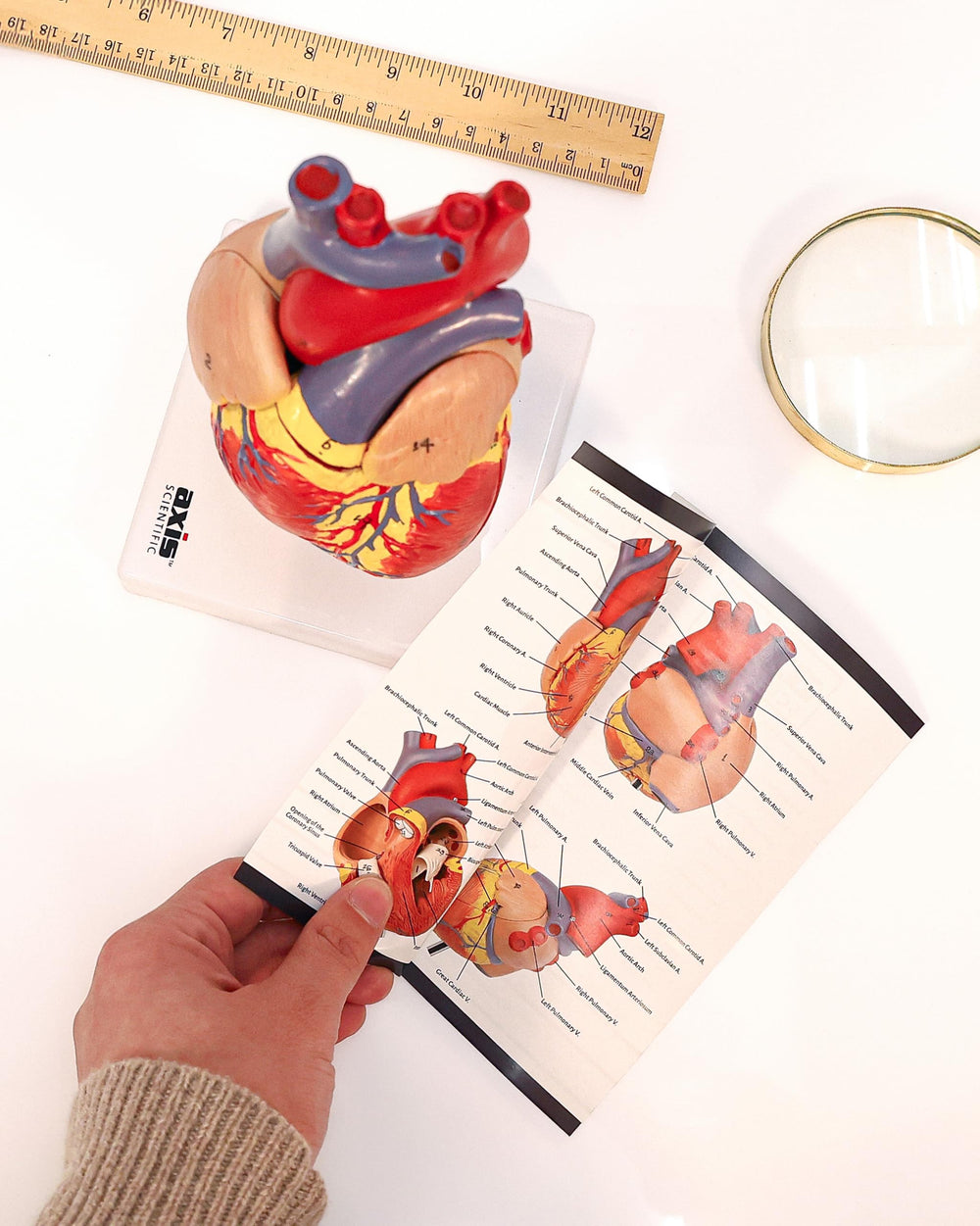 Axis Scientific heart model mounted on a durable base for classroom use