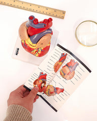 Axis Scientific heart model mounted on a durable base for classroom use