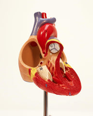 Axis Scientific anatomy model supports patient education and clinical demonstrations