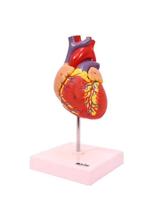 Axis Scientific life-size heart model with two-part magnetic design for easy viewing