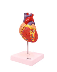 Axis Scientific life-size heart model with two-part magnetic design for easy viewing