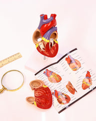 Axis Scientific heart model highlights ventricles and valves for reference