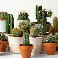 Azefnuhk bee decor for DIY party displays adds playful honey-themed charm.