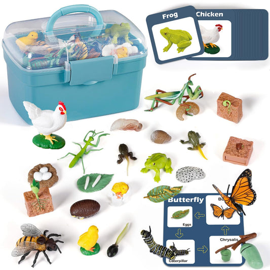 Bambilo life cycle butterfly figure for hands-on learning and observation.
